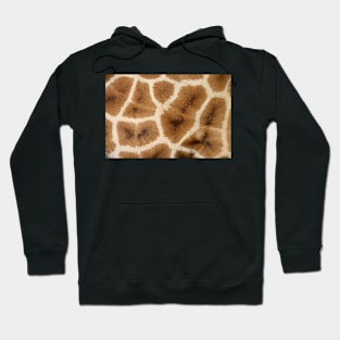 Rothschild's Giraffe Hide Hoodie